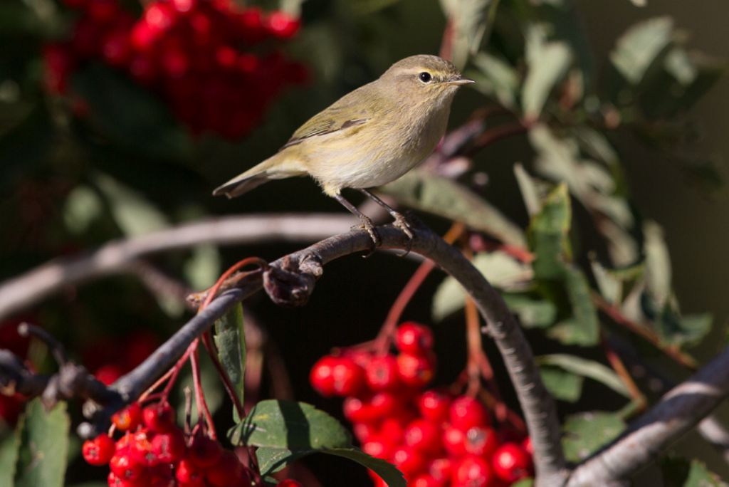 Lu piccolo(Phylloscopus collybita),  Lu bianco(P. bonelli) e Bigiarella(Sylvia curruca)